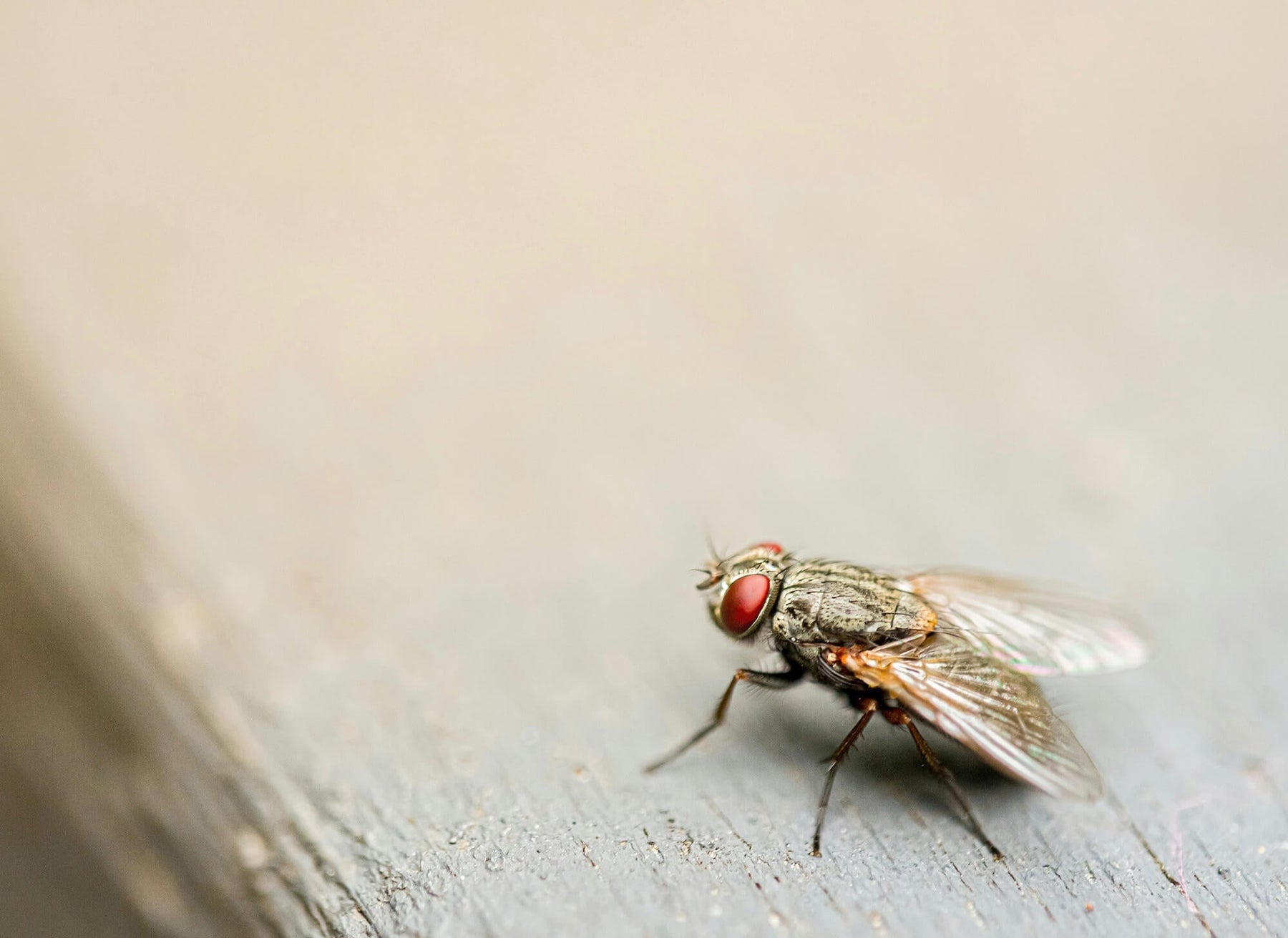 National Sanitation Foundation and Commercial Fly Control