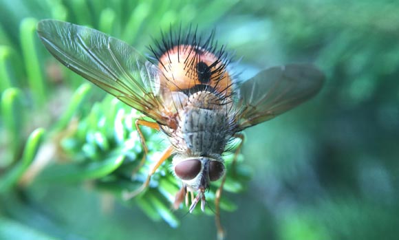 The Lifecycle of a Fly